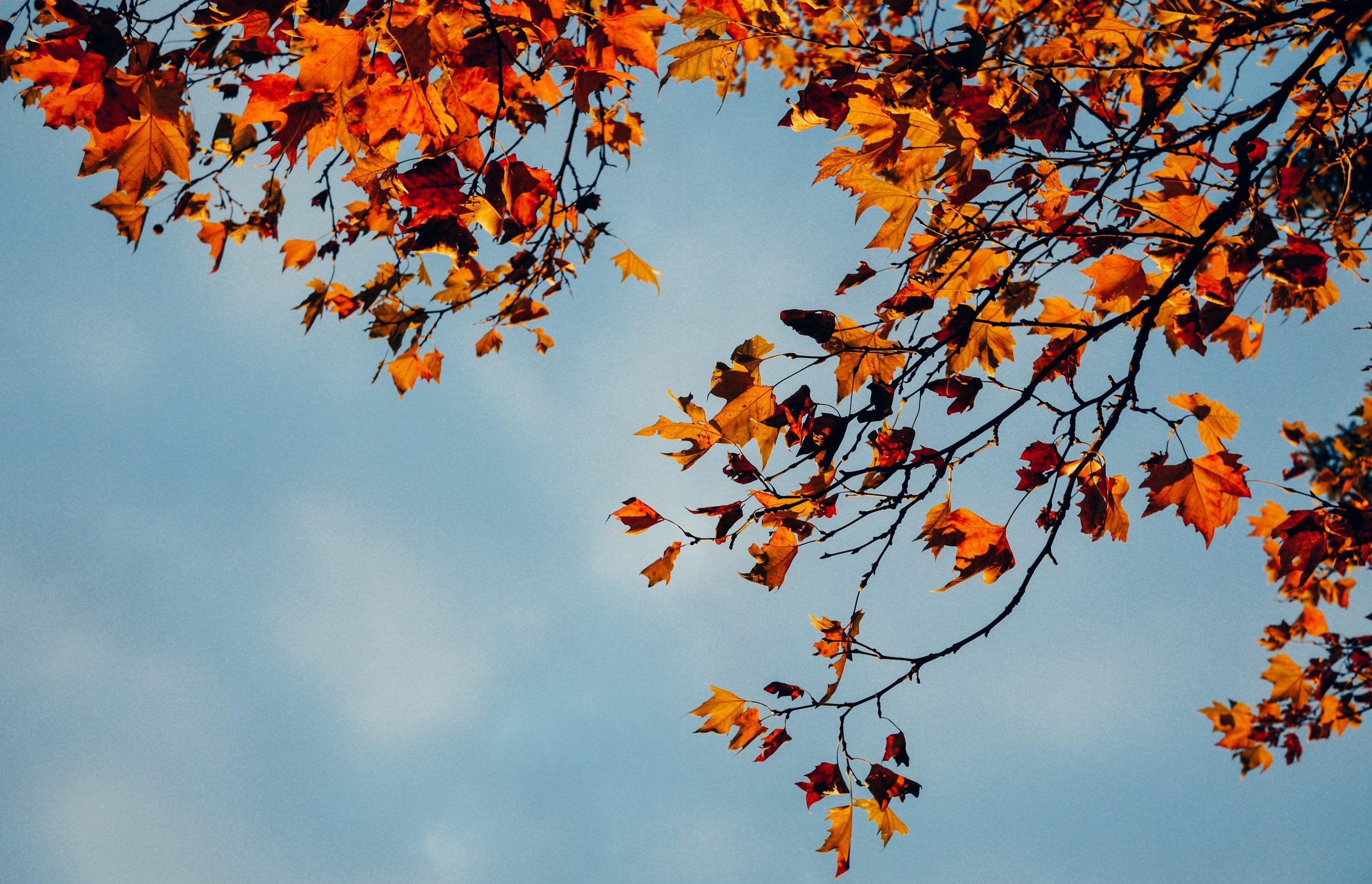 Photo of fall leaves against blue sky