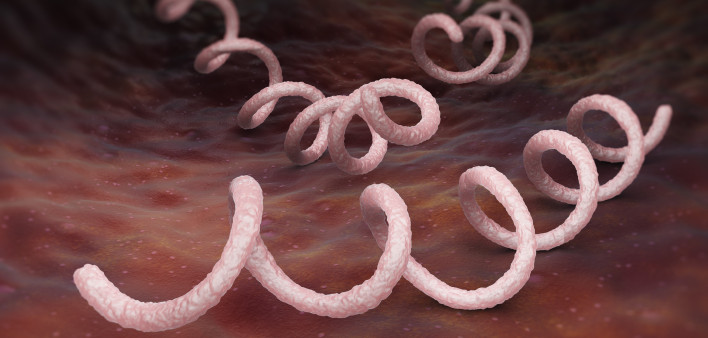 Syphilis bacteria can be detected with a quick blood test.